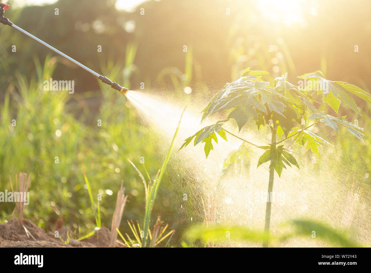 People spraying water or fertilizer to young papaya tree in garden. Shoot  in morning time with sunlight effect Stock Photo - Alamy