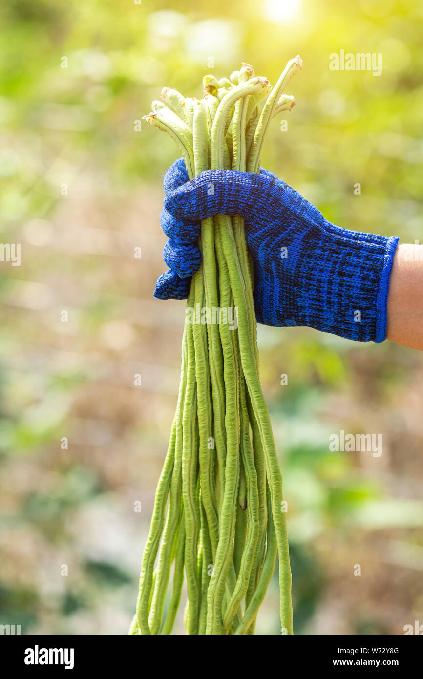 Gardener keeping green fresh long bean plants in vegetable garden Stock