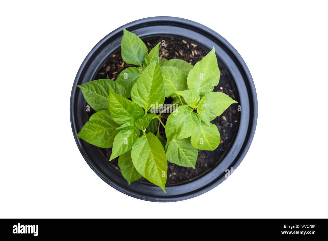 Top view young fresh Thai chilli tree in garden pot isolated on white