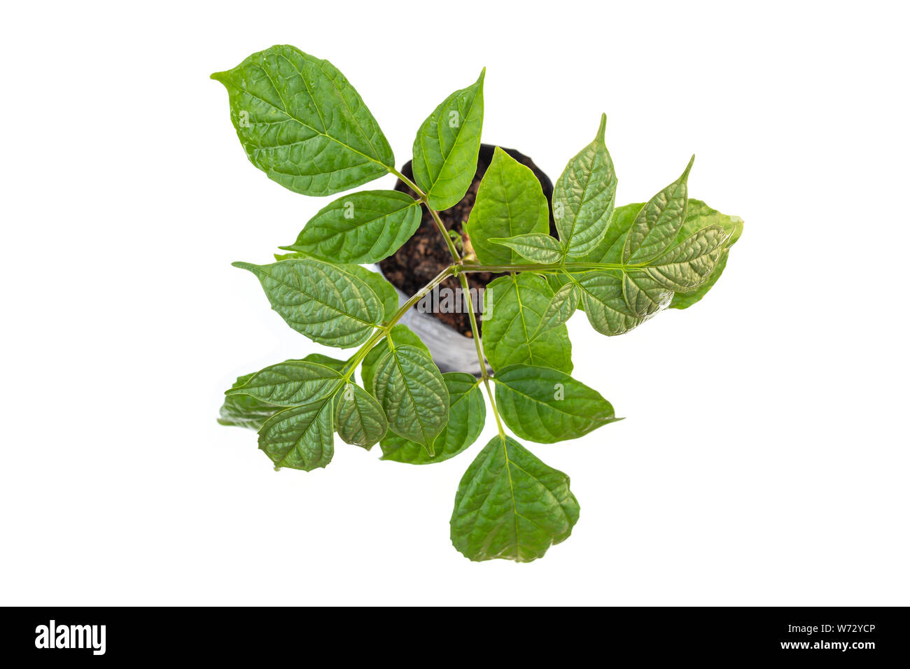 Young green broken bones or Oroxylum indicum, midnight horror tree isolated on white background Stock Photo