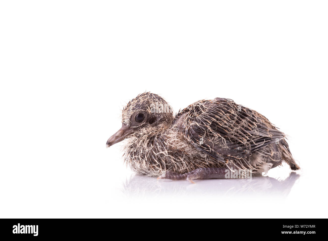 Top view two of baby birds on white background Stock Photo