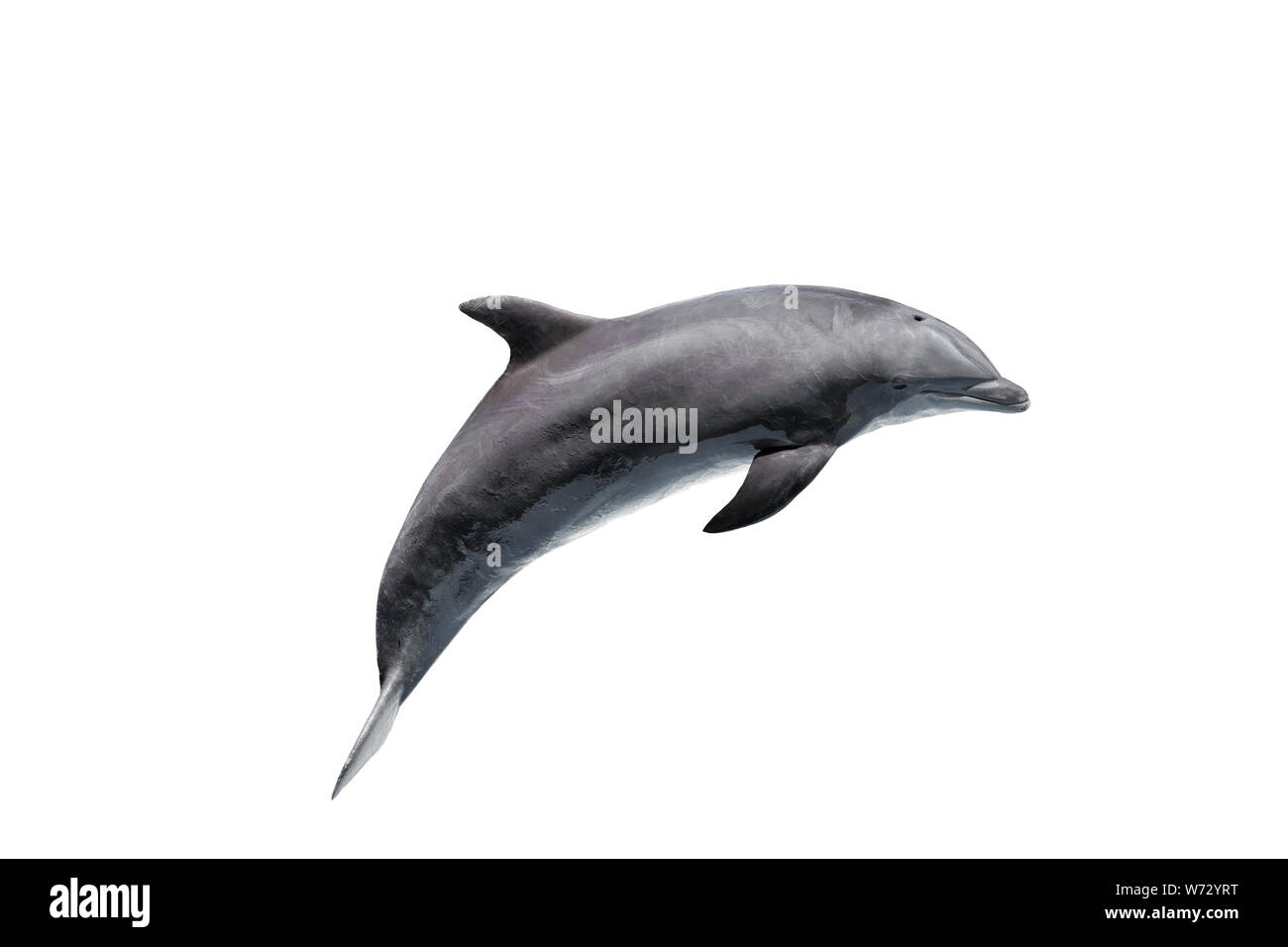 grey bottlenose dolphin isolated on white Stock Photo