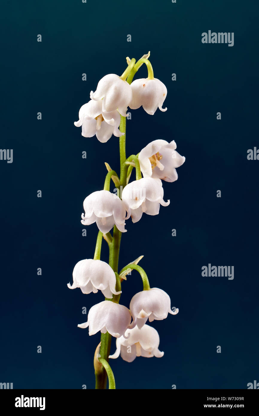Twig and beautiful white flowers of lily of the valley Stock Photo Alamy