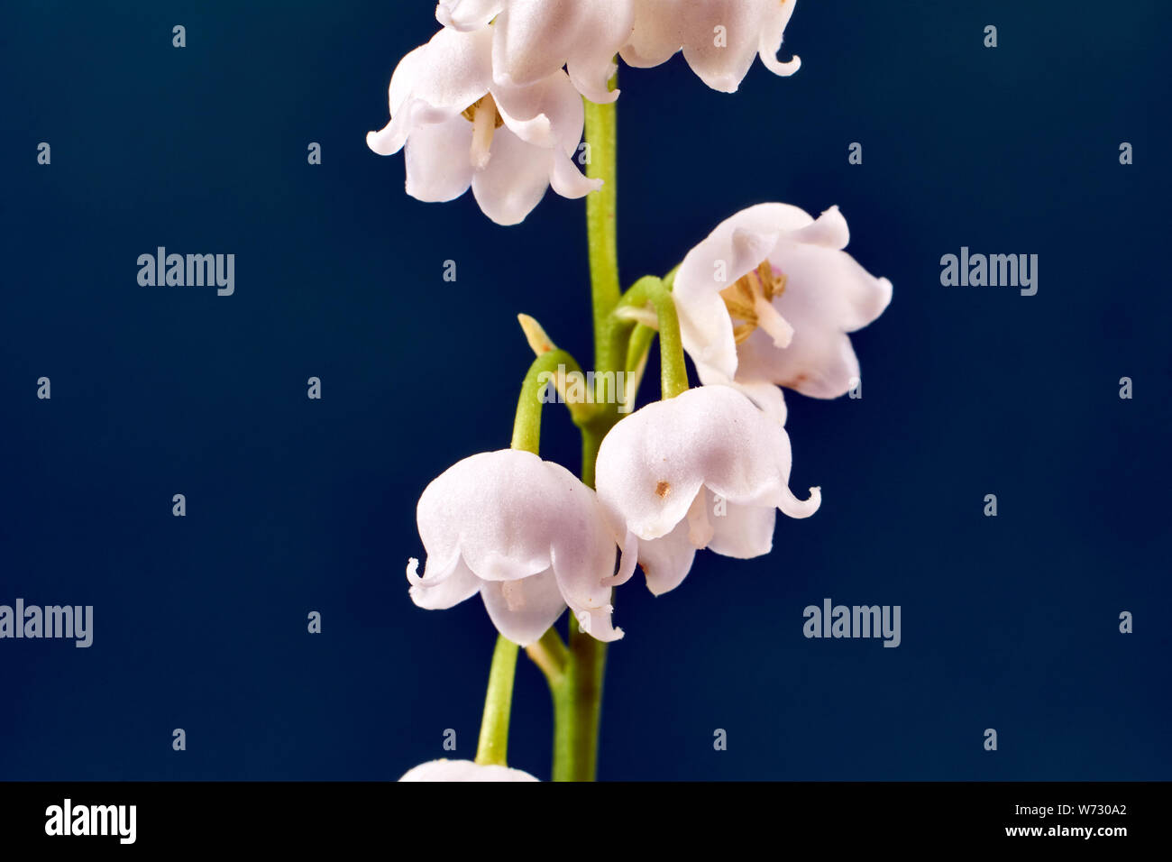 Twig and beautiful white flowers of lily of the valley Stock Photo Alamy
