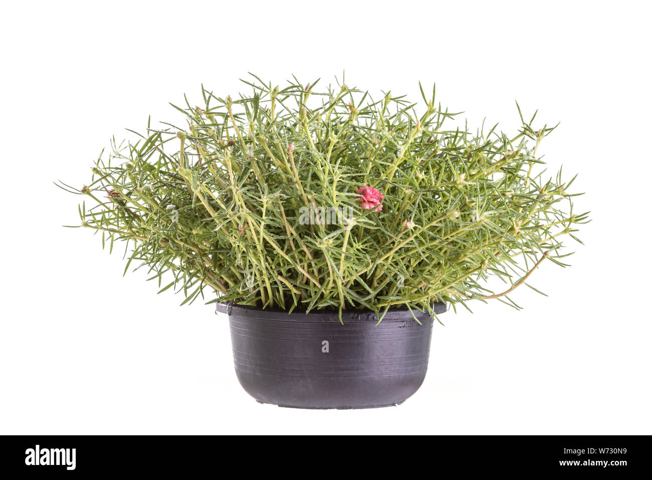 Common Purslane or Pusley in black plastic pot studio shot and isolated on white background Stock Photo