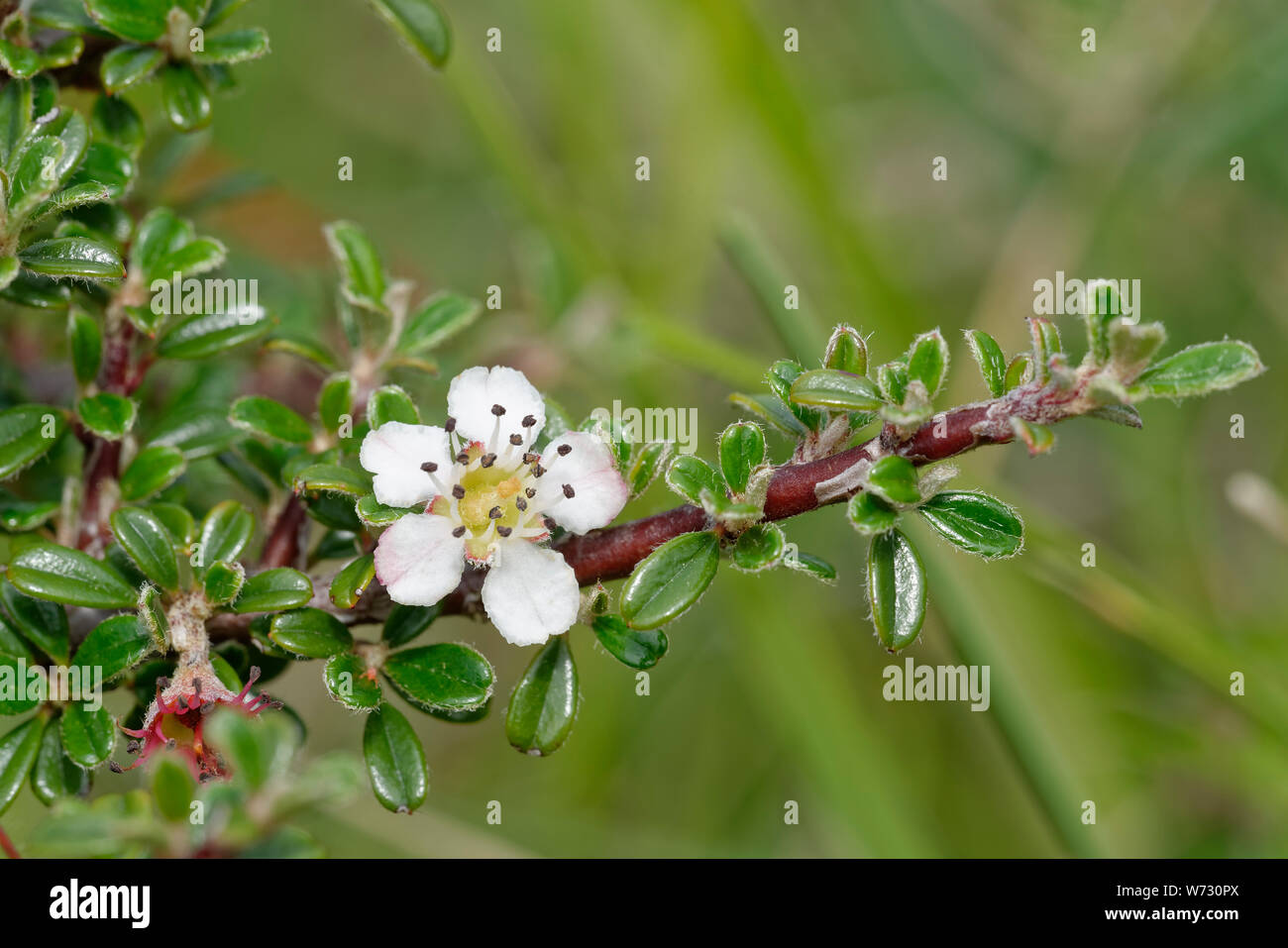 Naturalised Cotoneaster flower growing on Cotswold Grassland Stock Photo