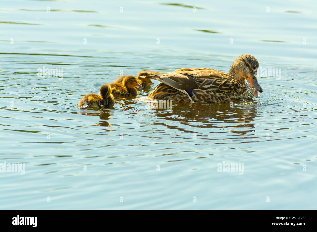 A female mallard duck, Anas platyrhynchos, swimming in a pond with her