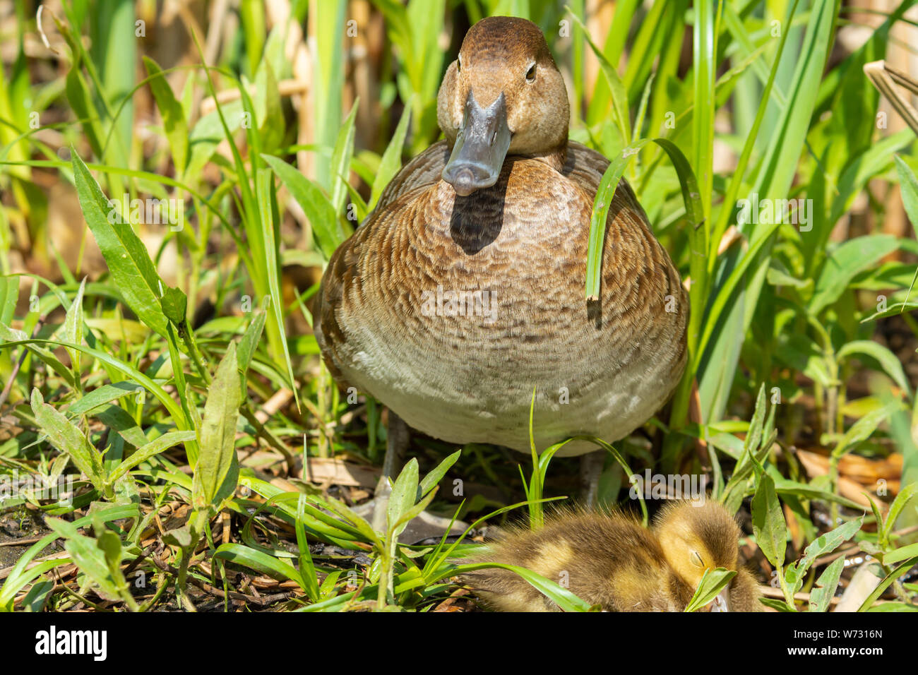 A female redhead duck, Aythya americana, keeps watch over her sleeping ducklings in a grassy area next to a pond in central Alberta, Canada Stock Photo