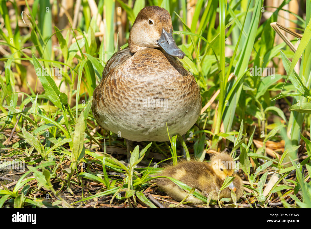 A female redhead duck, Aythya americana, keeps watch over her sleeping ducklings in a grassy area next to a pond in central Alberta, Canada Stock Photo