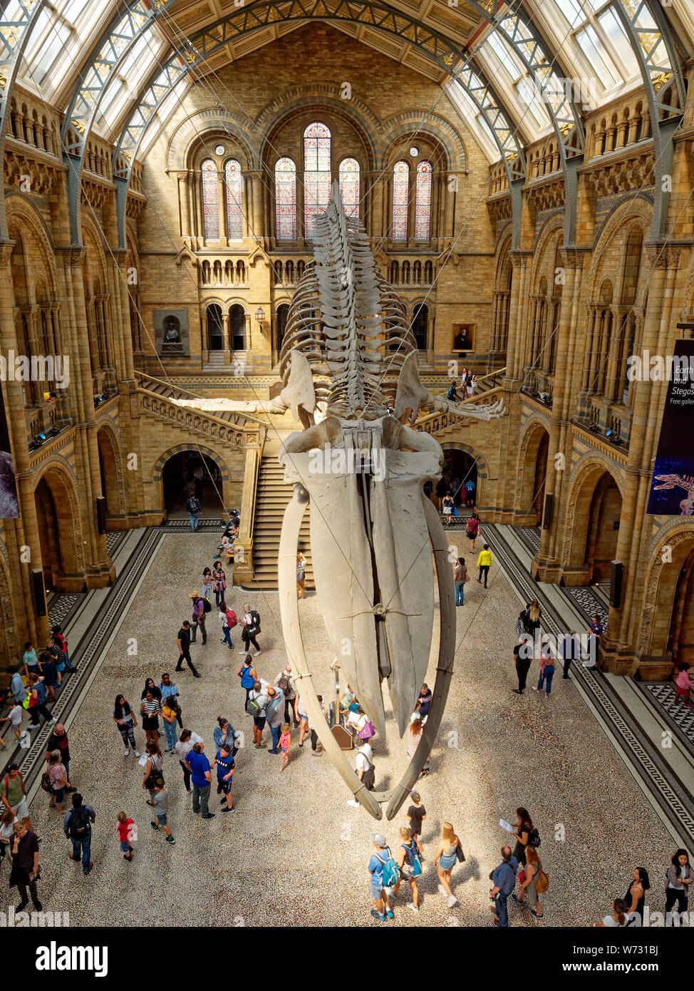 Hope The Blue Whale Skeleton Exhibit At The Natural History Museum 