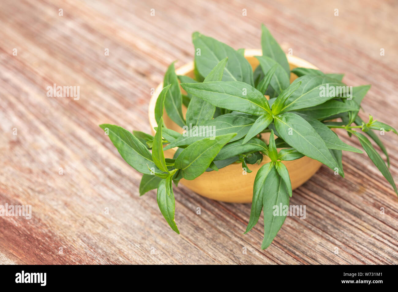 Close up green Andrographis paniculata or green chireta on wooden table. Herb concept Stock Photo