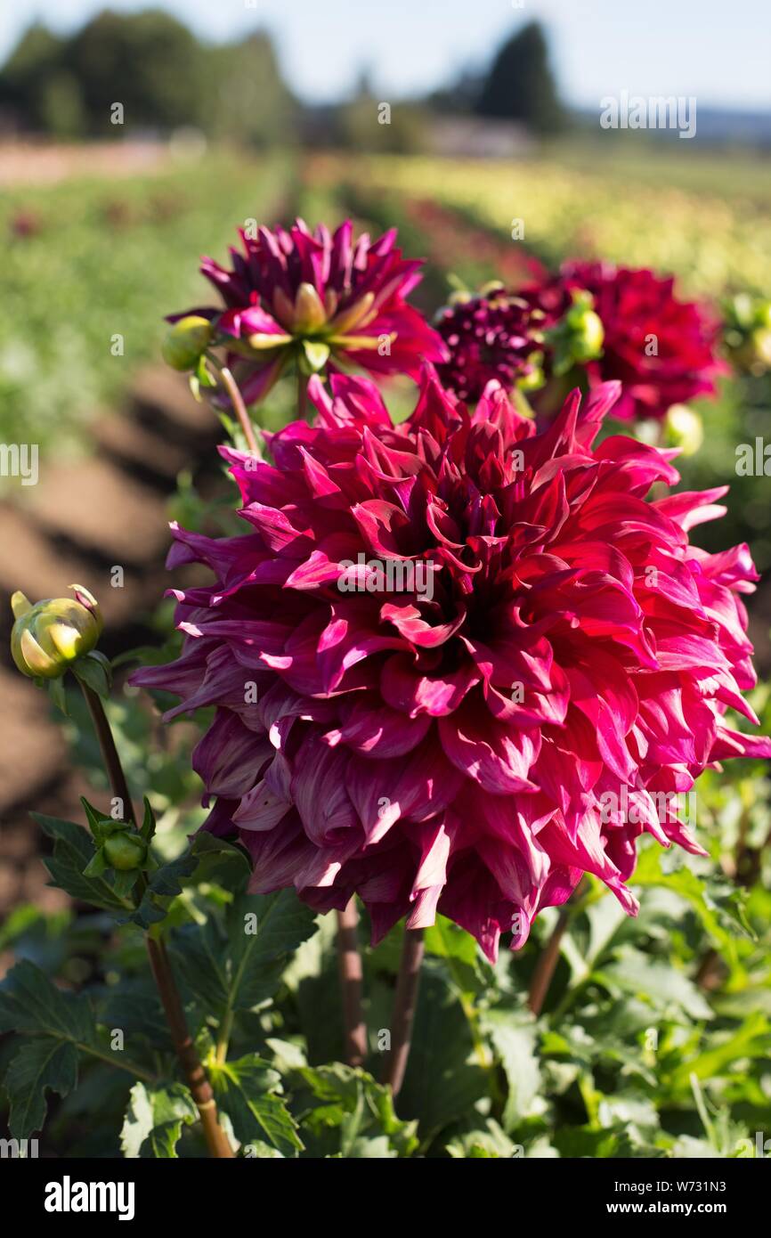 Dahlia ‘Zorro’ at Swan Island Dahlias in Canby, Oregon, USA Stock Photo
