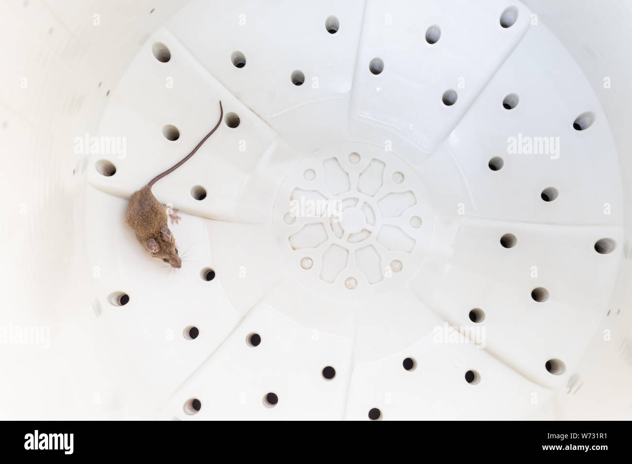 Little brown rat in white spin tank of washing machine Stock Photo
