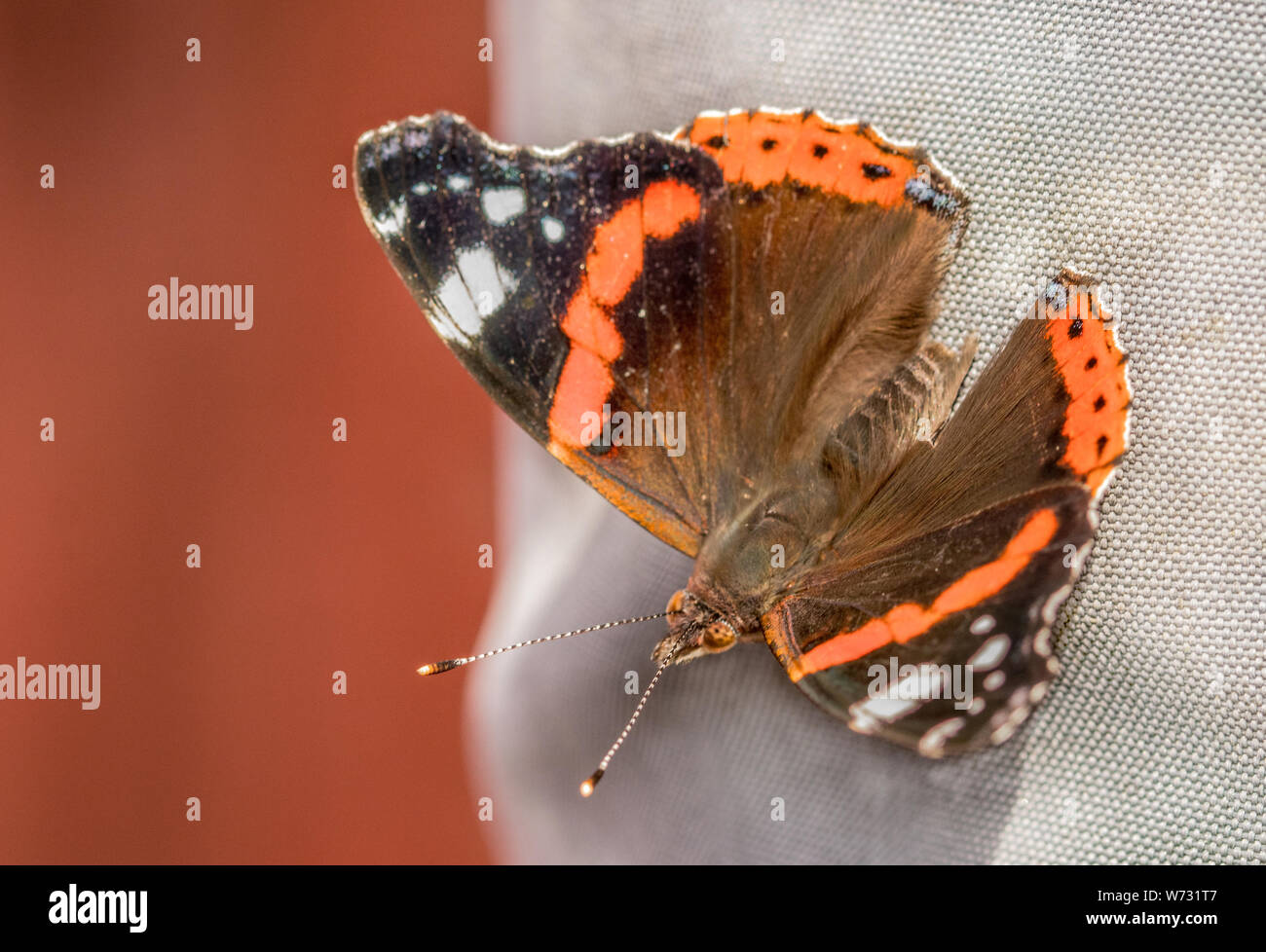 Red Admiral, Butterfly, perched in the sunshine, summer 2019, Bedfordshire, United Kingdom Stock Photo