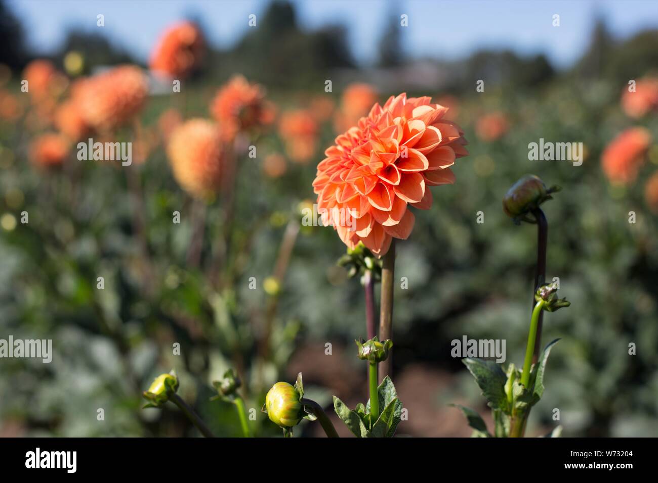 Dahlia 'Maarn' at Swan Island Dahlias in Canby, Oregon, USA. Stock Photo