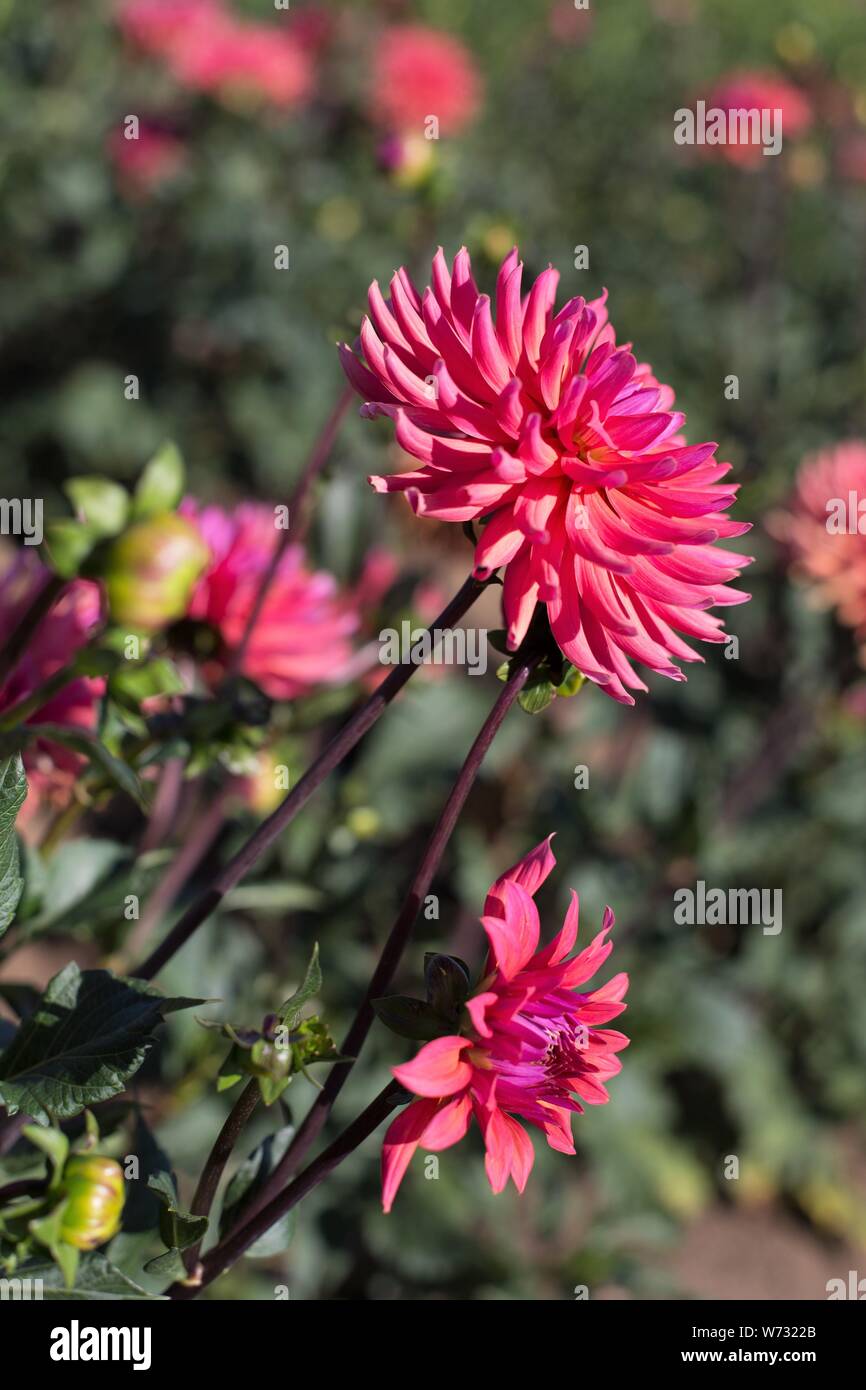 Dahlia 'Flip Flop' at Swan Island Dahlias in Canby, Oregon, USA Stock