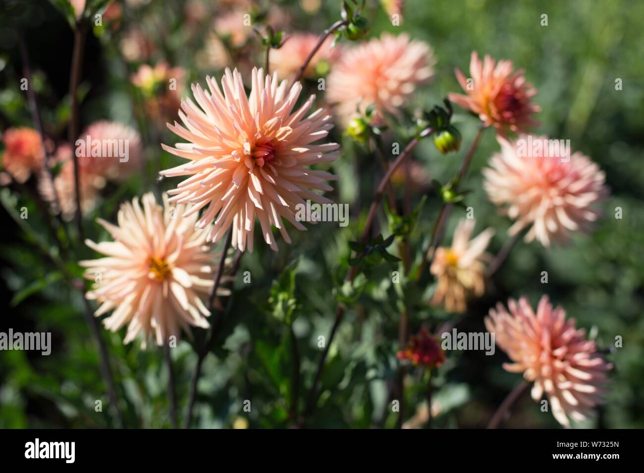 Dahlia ‘Peach Fuzz’ at Swan Island Dahlias in Canby, Oregon, USA Stock