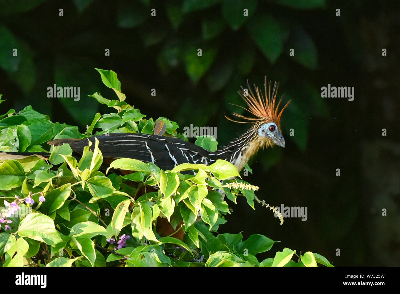 Hoatzin bird on Lake Tres Chimbadas, Tambopata River, Peruvian Amazon Stock Photo