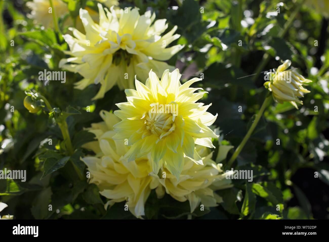 Dahlia 'Blondee' at Swan Island Dahlias in Canby, Oregon, USA. Stock Photo