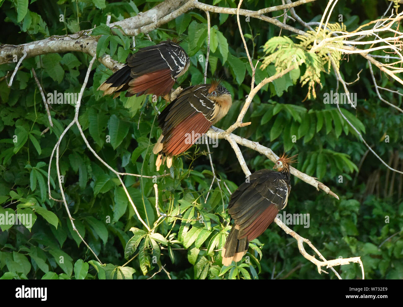 Hoatzin birds on Lake Tres Chimbadas, Tambopata River, Peruvian Amazon Stock Photo