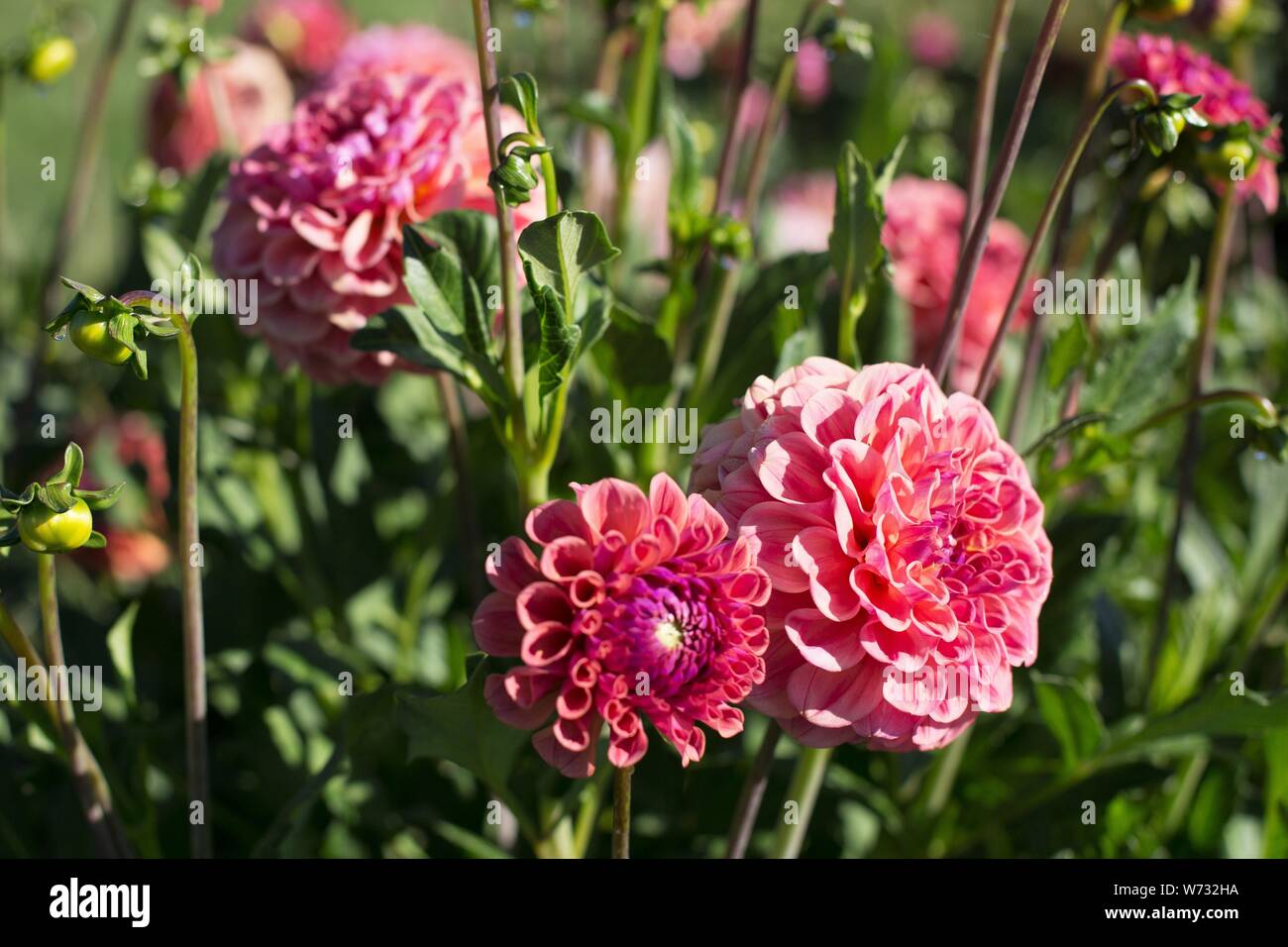 Dahlia 'Chewy' at Swan Island Dahlias in Canby, Oregon, USA. Stock Photo