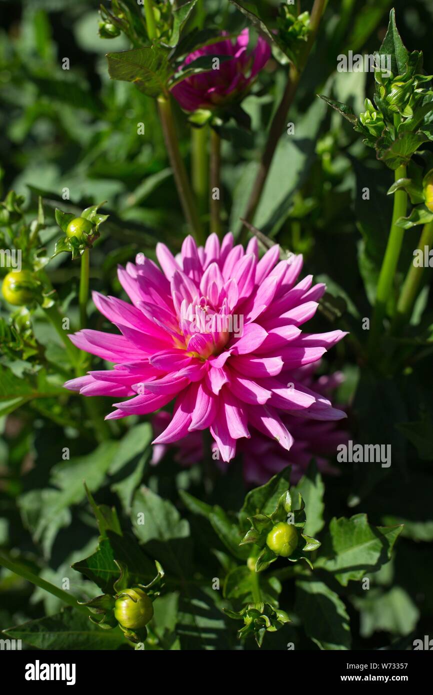 Dahlia 'Little Missy' at Swan Island Dahlias in Canby, Oregon, USA. Stock Photo