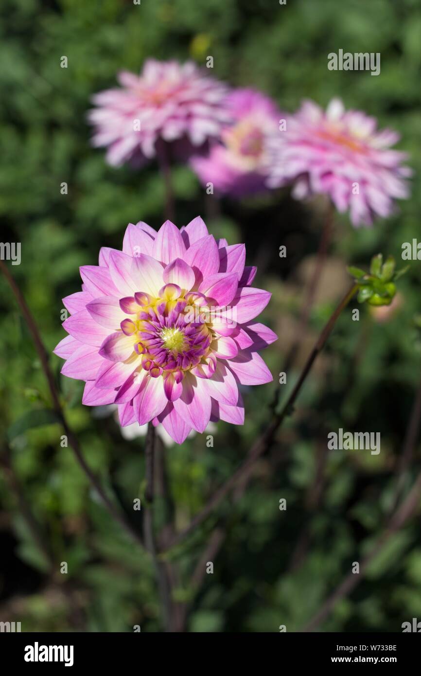 Dahlia 'Miss Delilah' at Swan Island Dahlias in Canby, Oregon, USA
