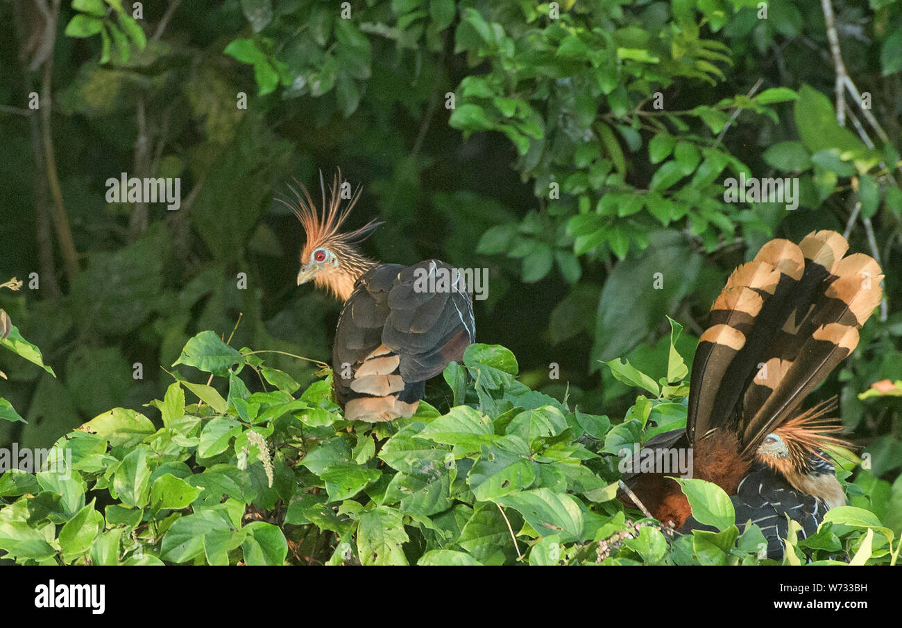 Hoatzin birds on Lake Tres Chimbadas, Tambopata River, Peruvian Amazon Stock Photo