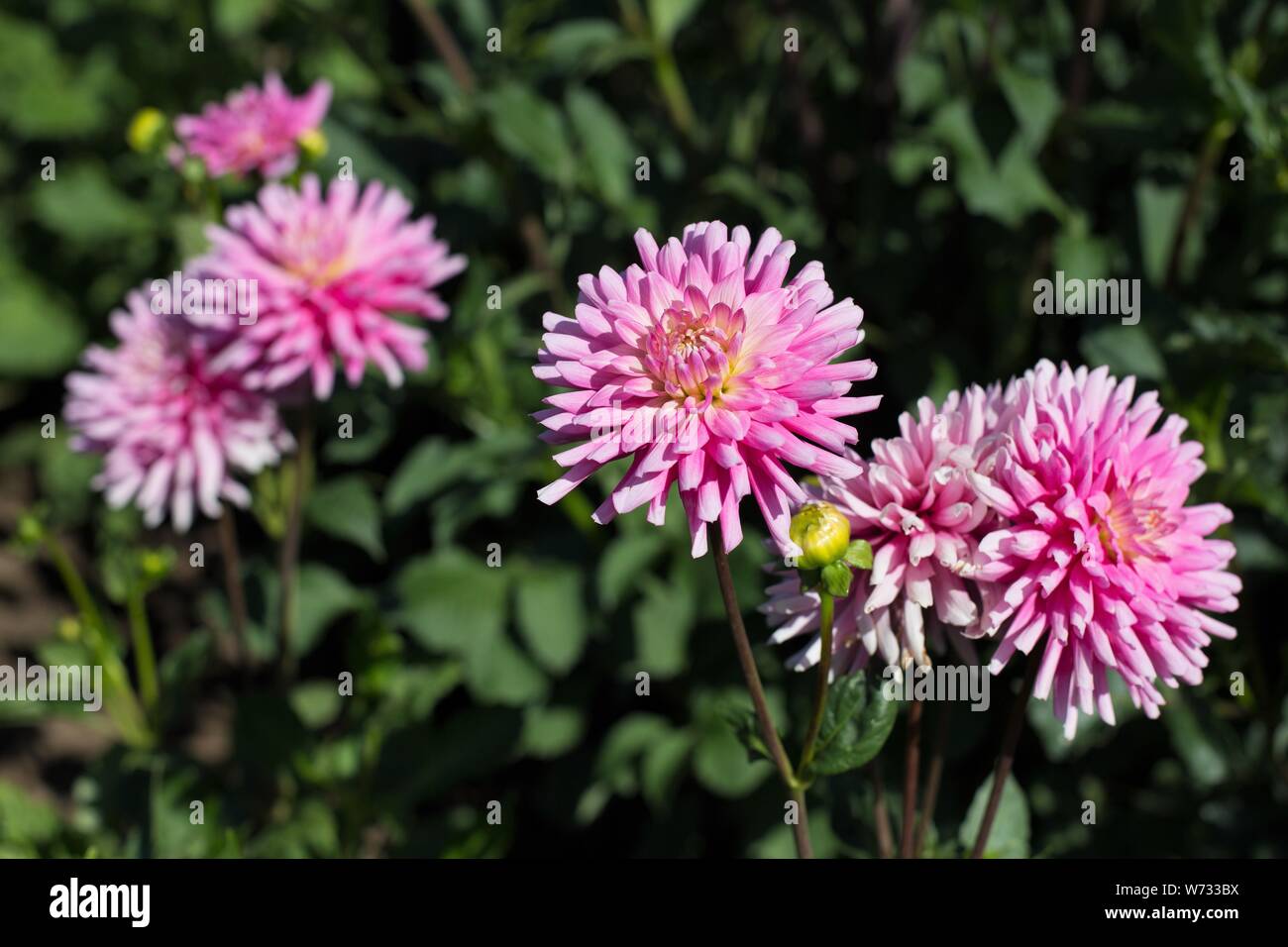 Dahlia 'First Kiss' at Swan Island Dahlias in Canby, Oregon, USA Stock