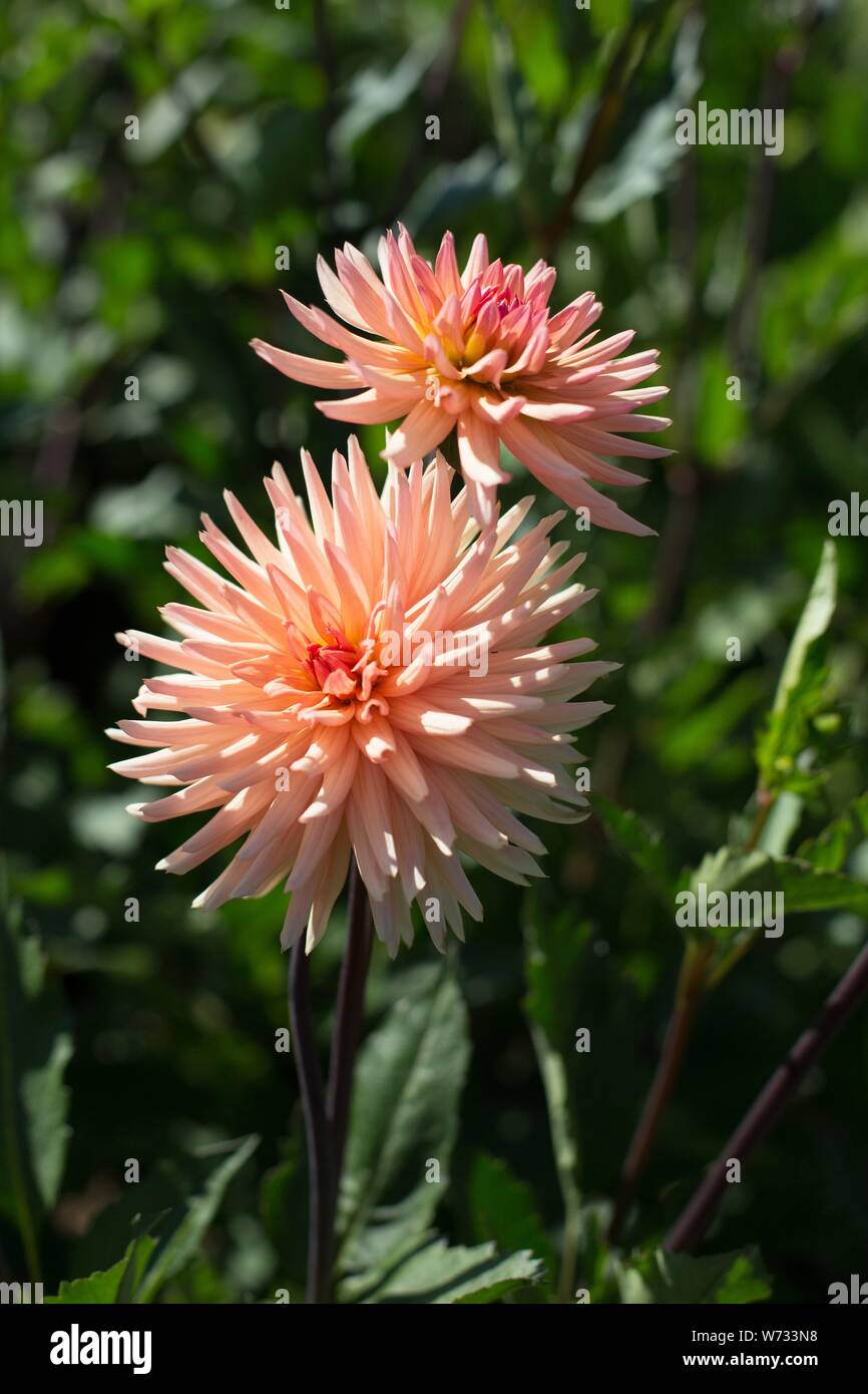 Dahlia 'Peach Fuzz' at Swan Island Dahlias in Canby, Oregon, USA. Stock Photo