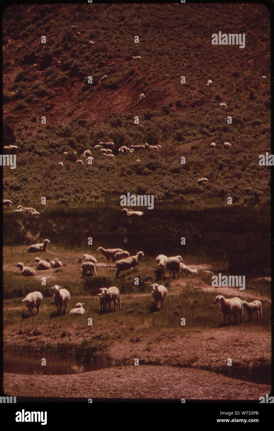 Sheep holdings hires stock photography and images Alamy