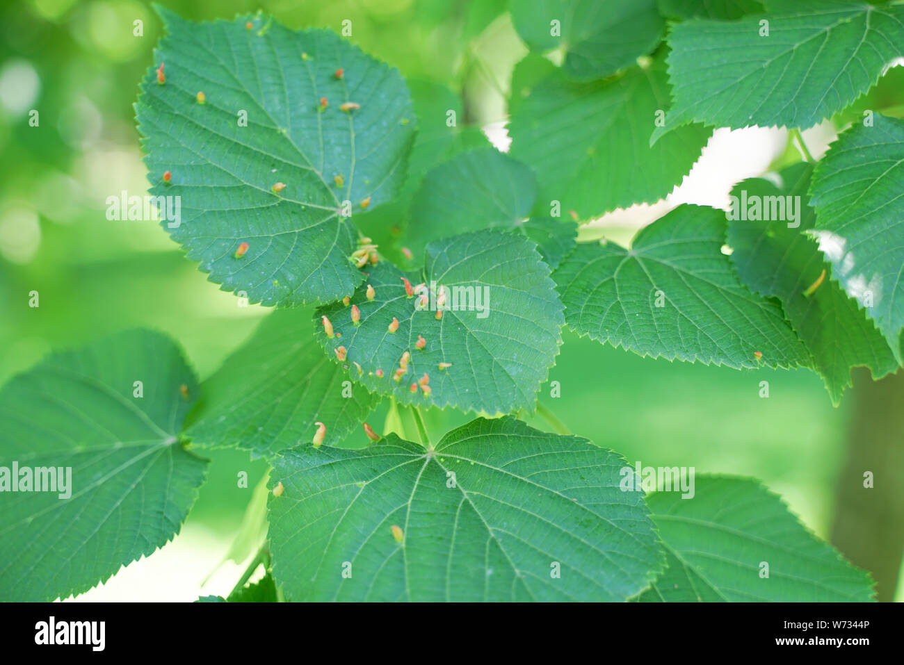 tree leaves affected by aphids. Insect pests and tree deseases. Organic food and agriculture. Stock Photo