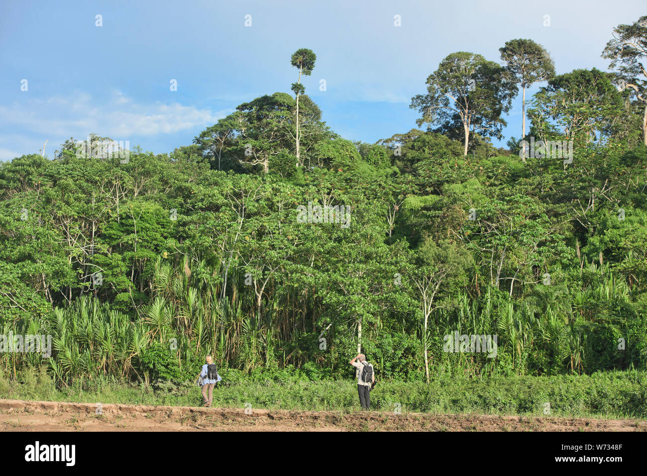 Discovering the primary forest of the Tambopata Reserve, Peruvian Amazon Stock Photo