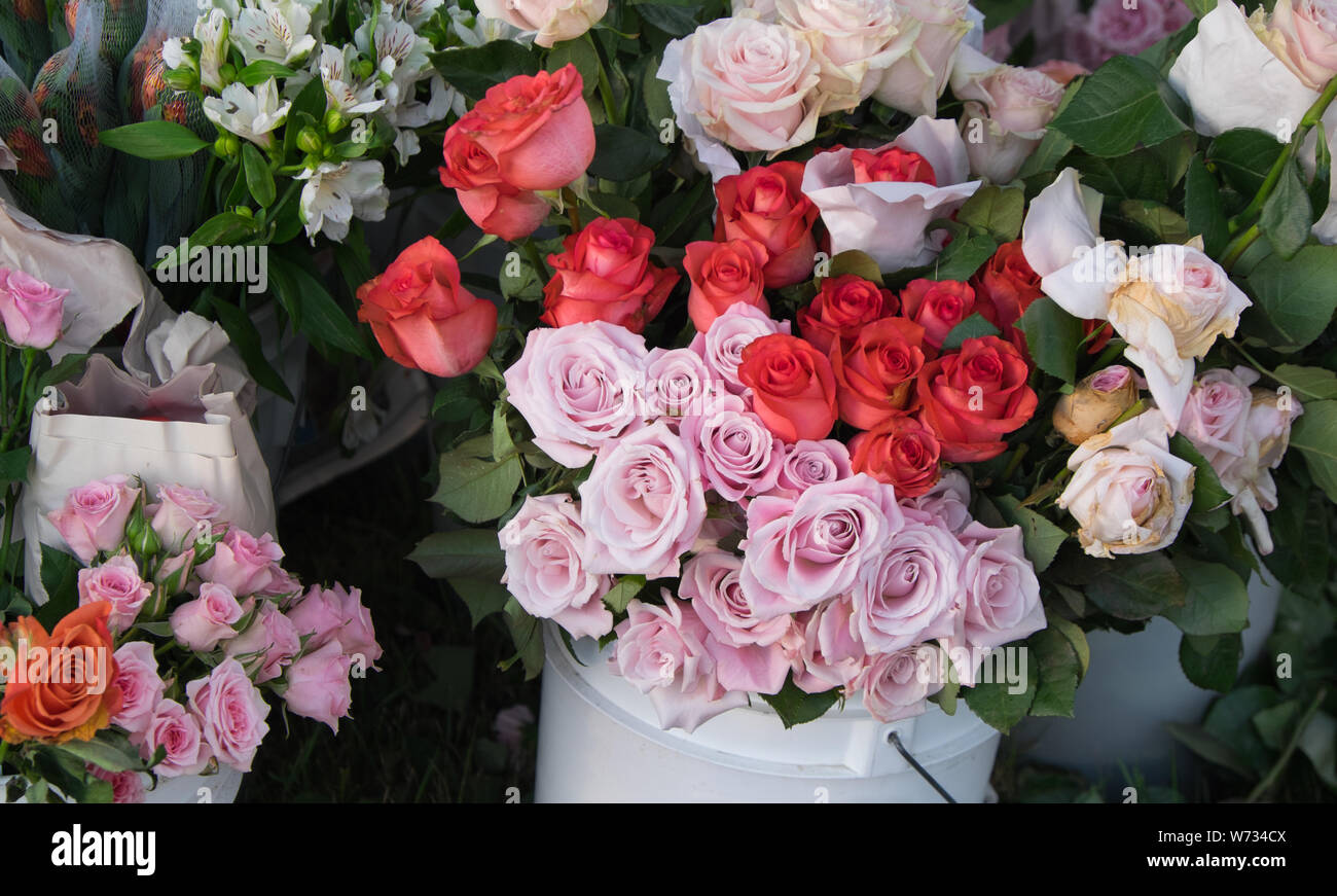 Beautiful Roses for sale Stock Photo Alamy