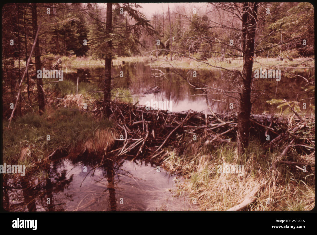 SMALL BEAVER DAM IN THE ADIRONDACK FOREST PRESERVE Stock Photo Alamy