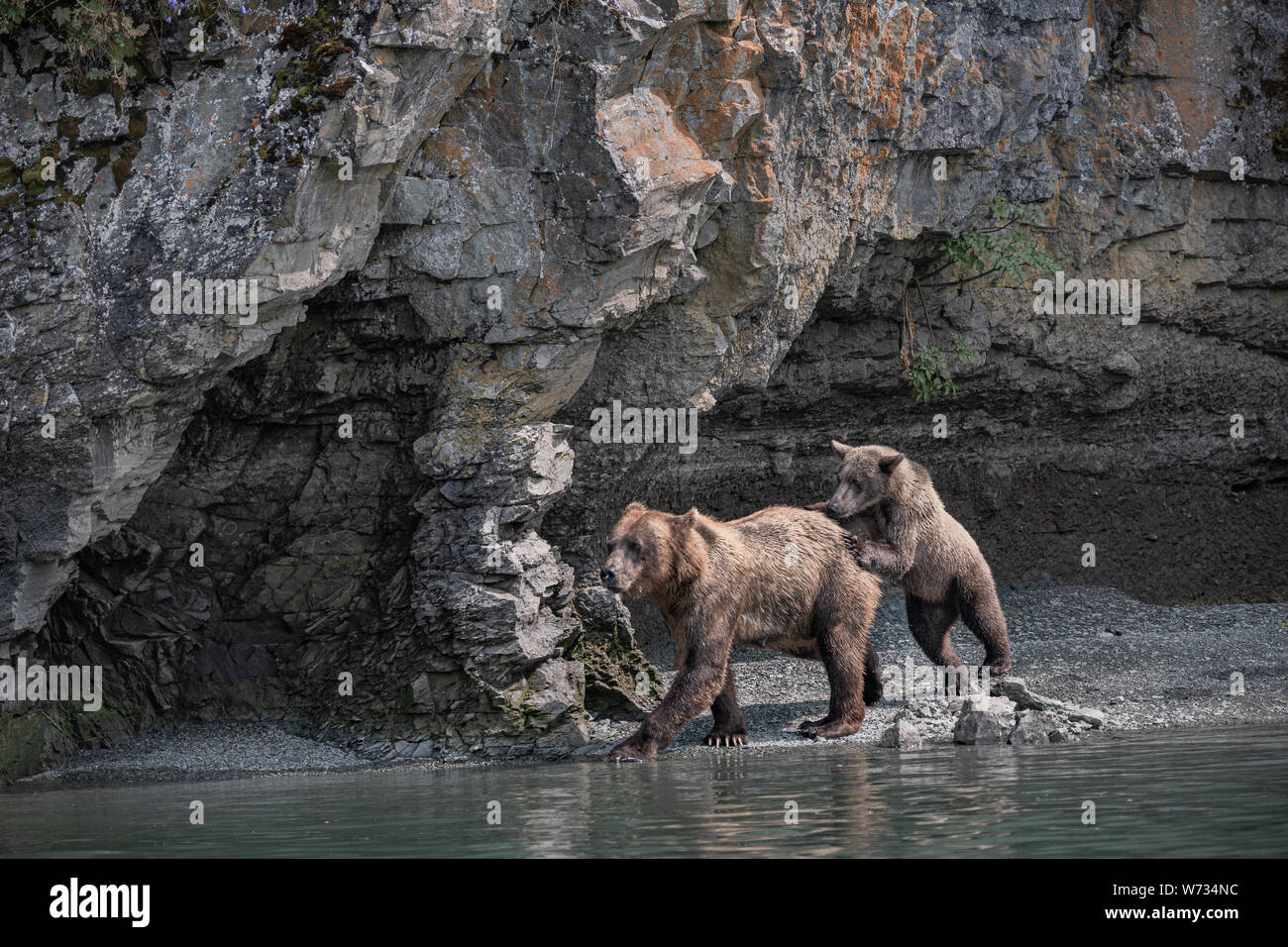 Coastal Brown Bear Mother with Cub, Katmai, Alaska, USA Stock Photo - Alamy