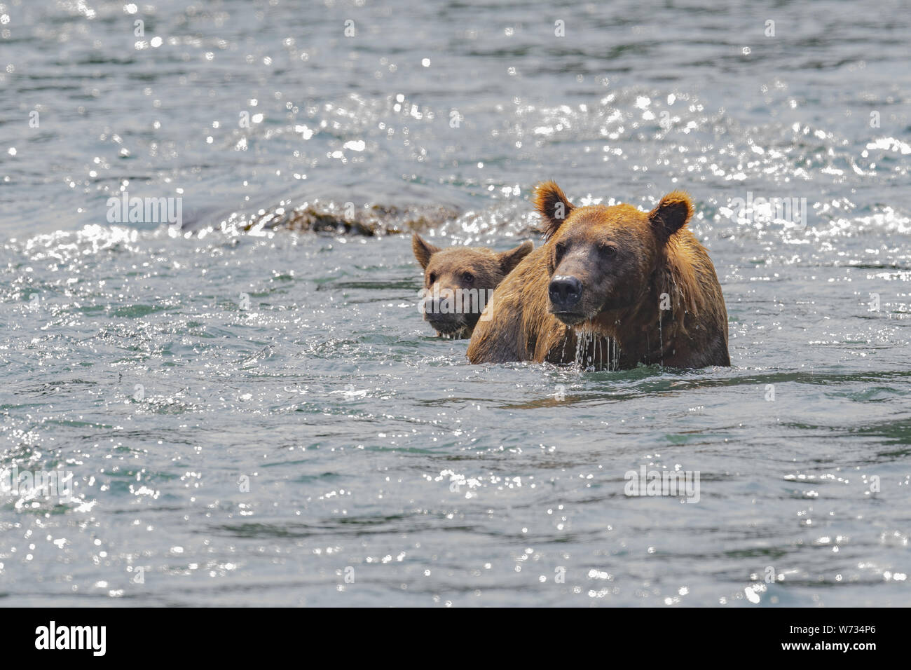 Coastal Brown Bear Mother with Cub in water, Katmai, Alaska, USA Stock ...