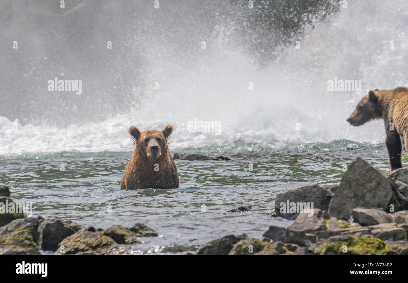 Coastal Brown Bear Mother with Cub in water, Katmai, Alaska, USA Stock ...