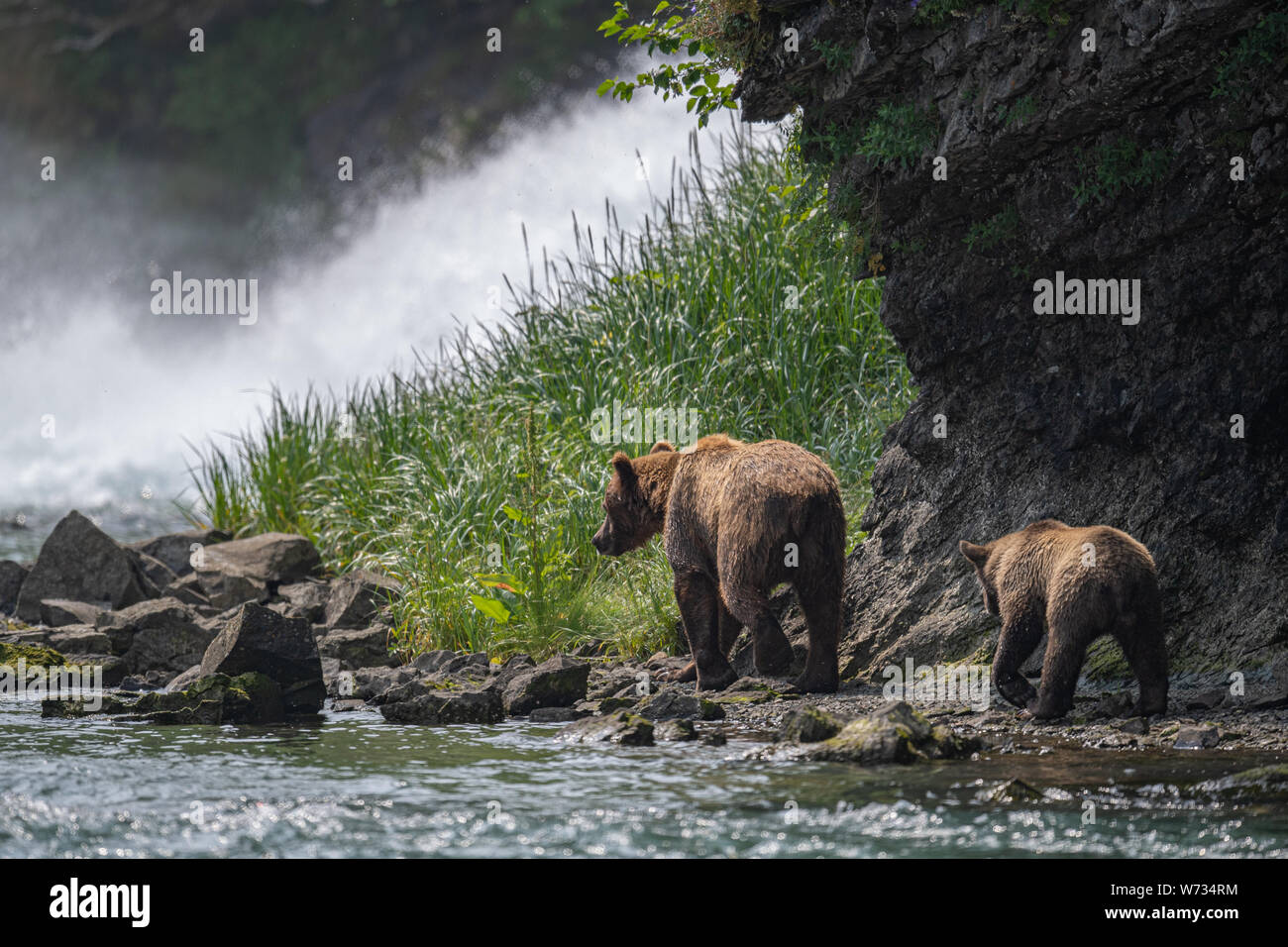 Coastal Brown Bear Mother with Cub, Katmai, Alaska, USA Stock Photo - Alamy