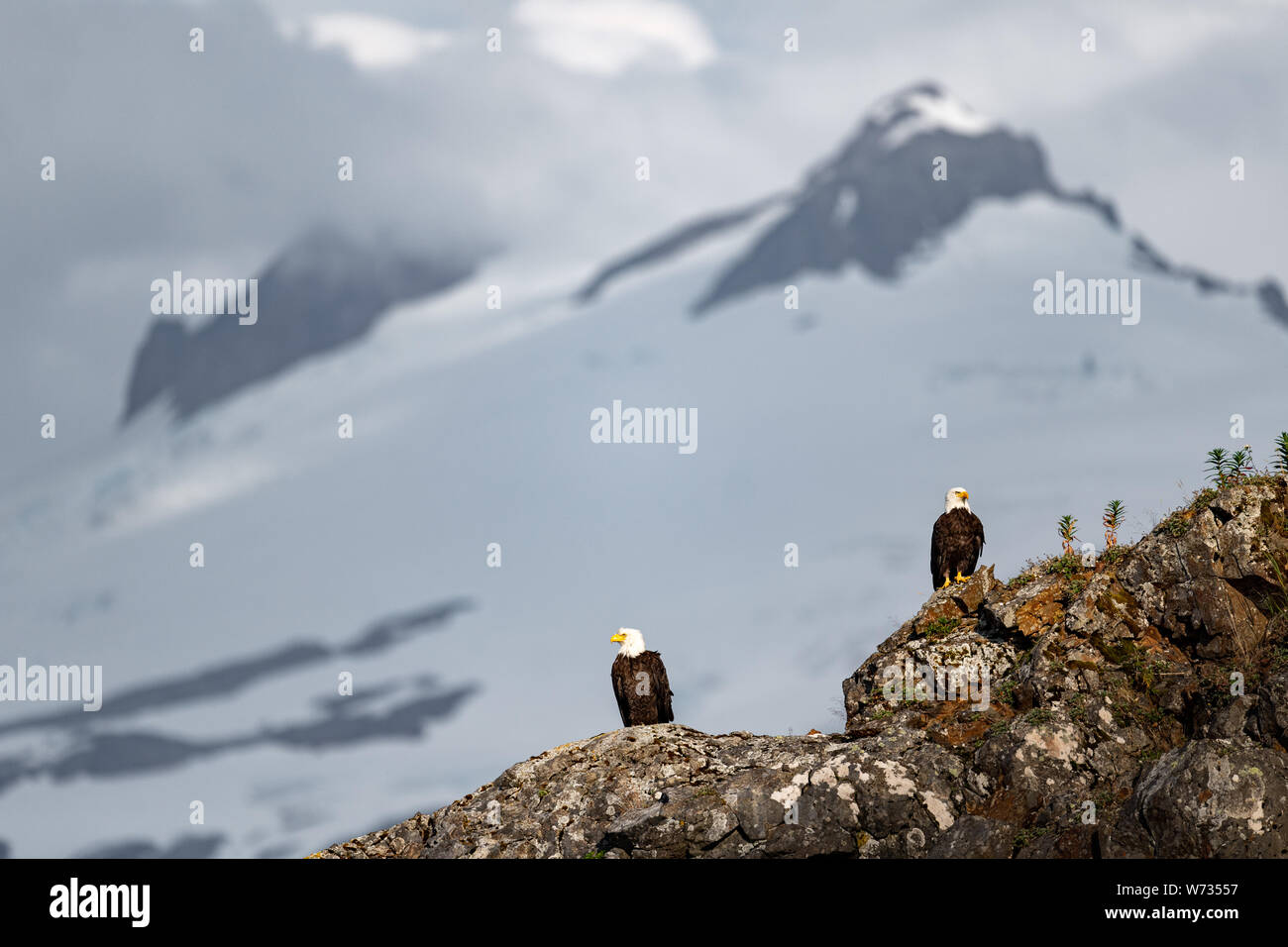 Eagles in natural habitat hi-res stock photography and images - Alamy