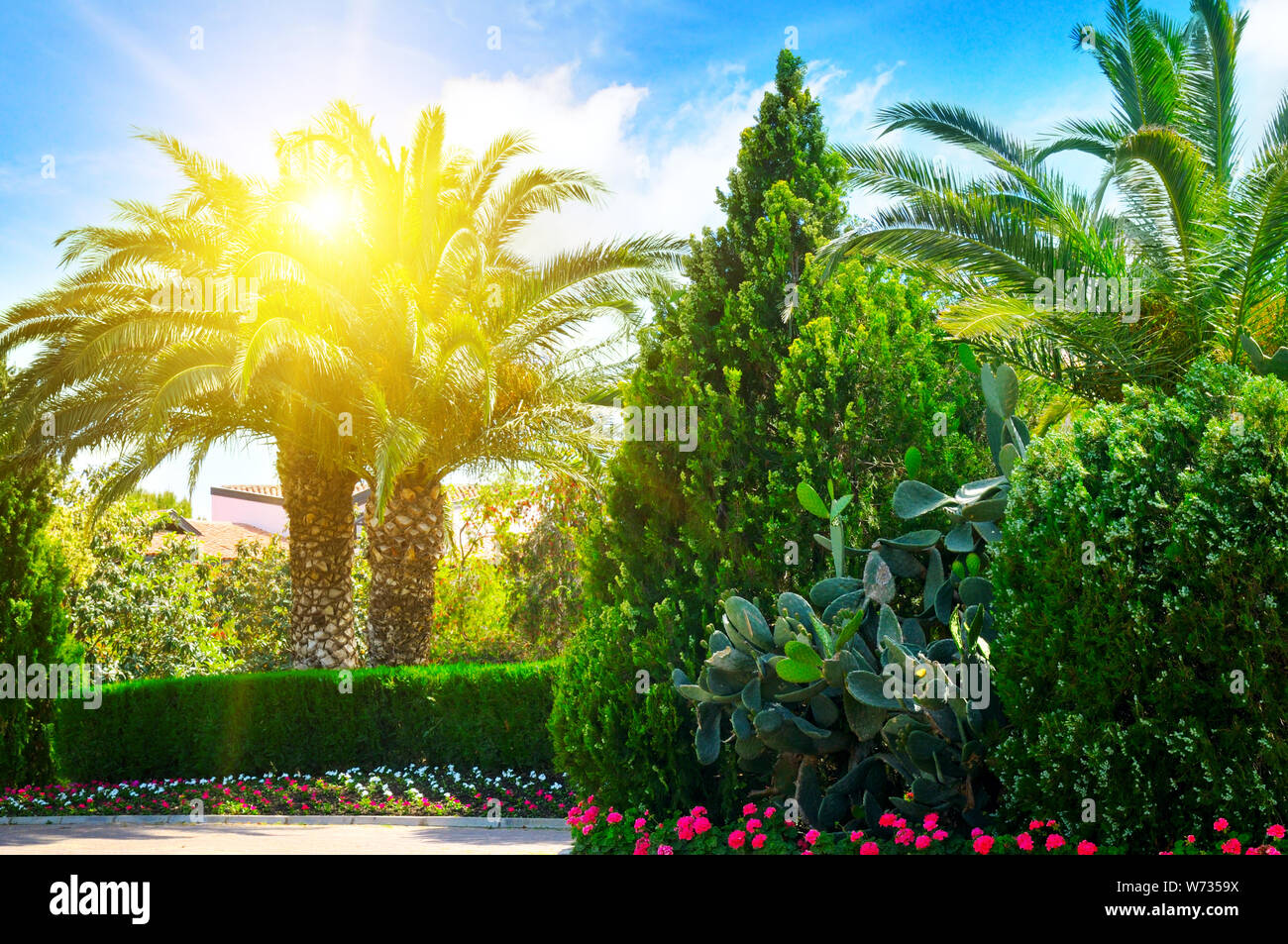 beautiful park with palm trees and evergreen plants Stock Photo - Alamy