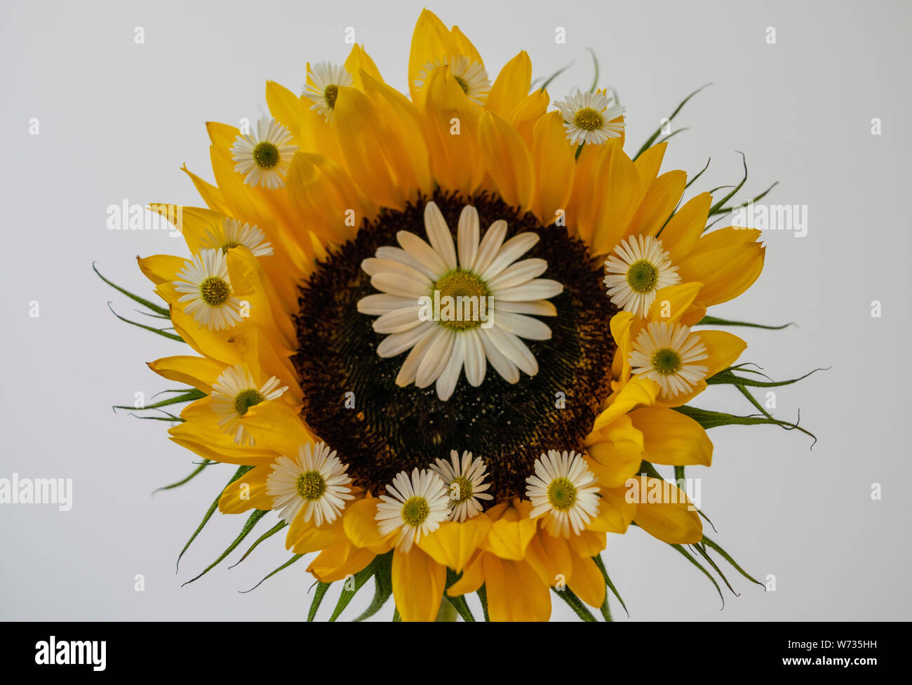 A close-up image of a sunflower decorated with two types of wild daisies. The garden daisy and the ox-eye daisy, sometimes known as the moon daisy Stock Photo