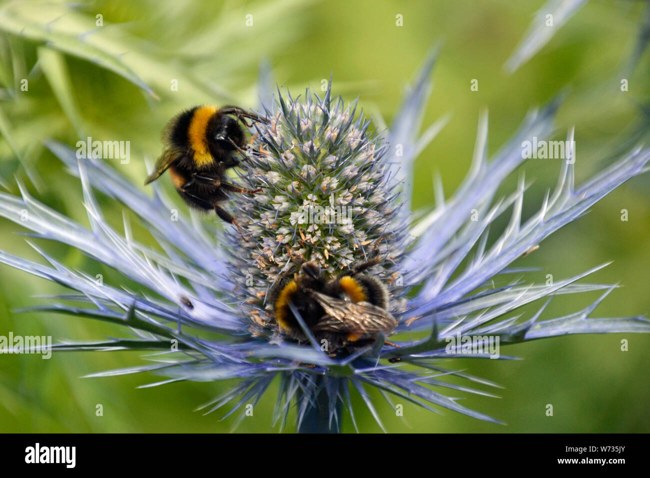 Bumble bees on a flower in an English Country Garden, UK Stock Photo