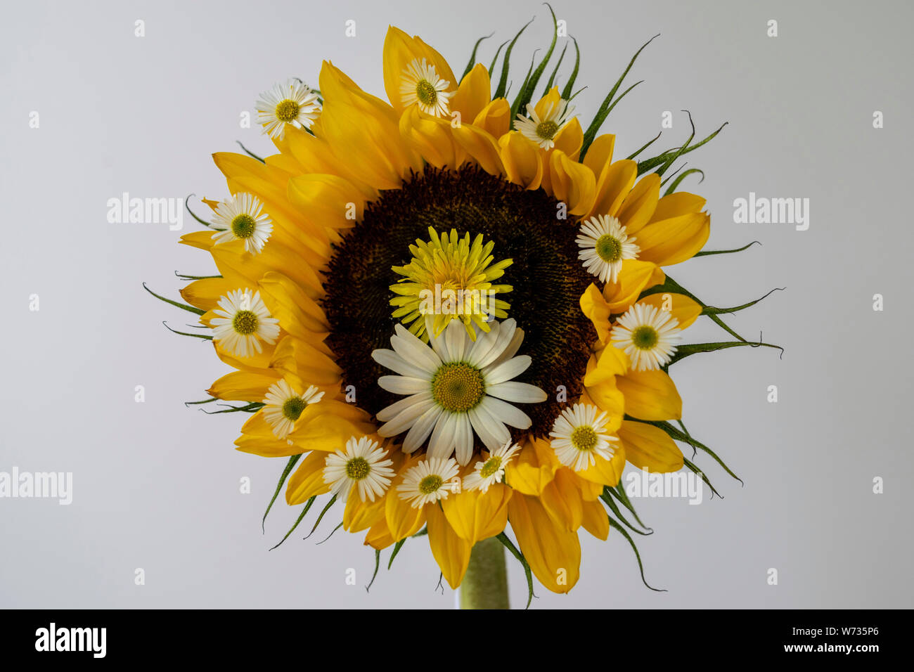 A close-up image of a sunflower decorated with two types of wild daisies and a dandelion head.The delicate garden daisy and the ox-eye daisy. Stock Photo