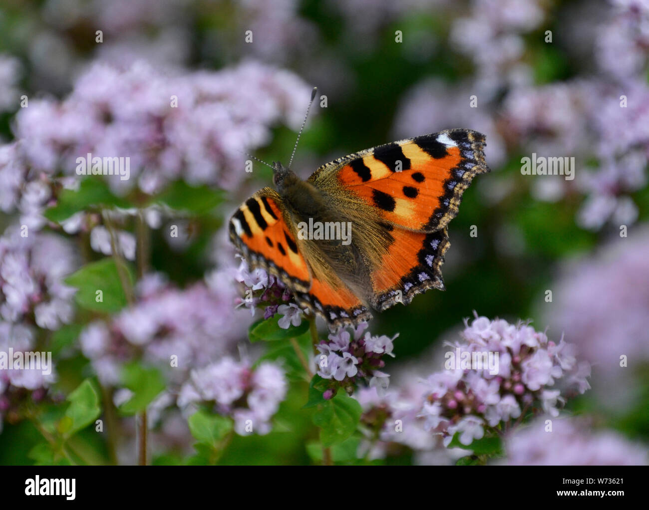 Small tortoiseshell butterfly on small mauve flowers in an English Country Garden, UK Stock Photo