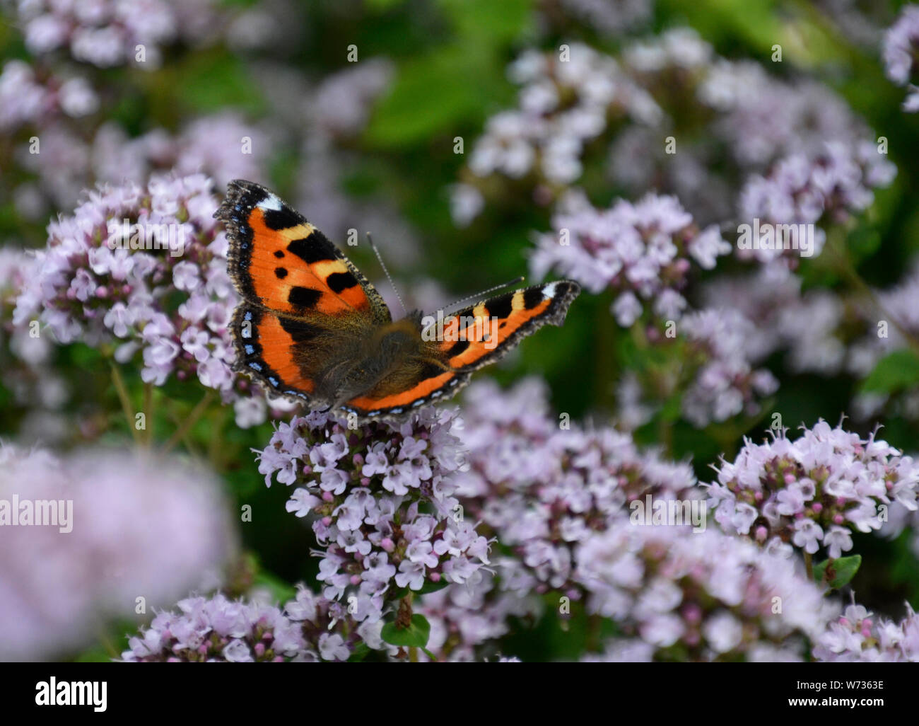 Small tortoiseshell butterfly on small mauve flowers in an English Country Garden, UK Stock Photo