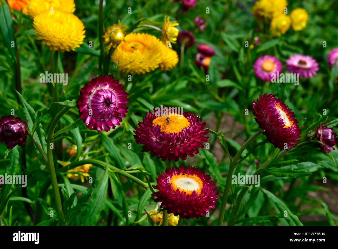 Strawflowers High Resolution Stock Photography And Images Alamy