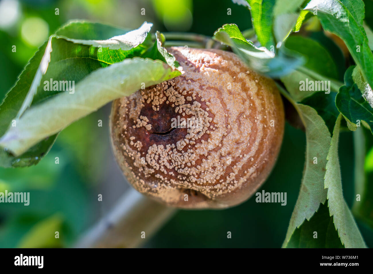 disease apples, Monilia the fungal disease, infected Apple fruit rot closeup Stock Photo