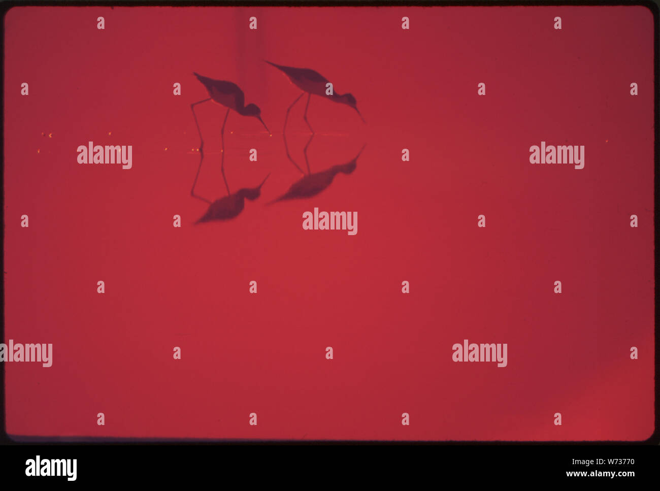 Samsung bird live clearance