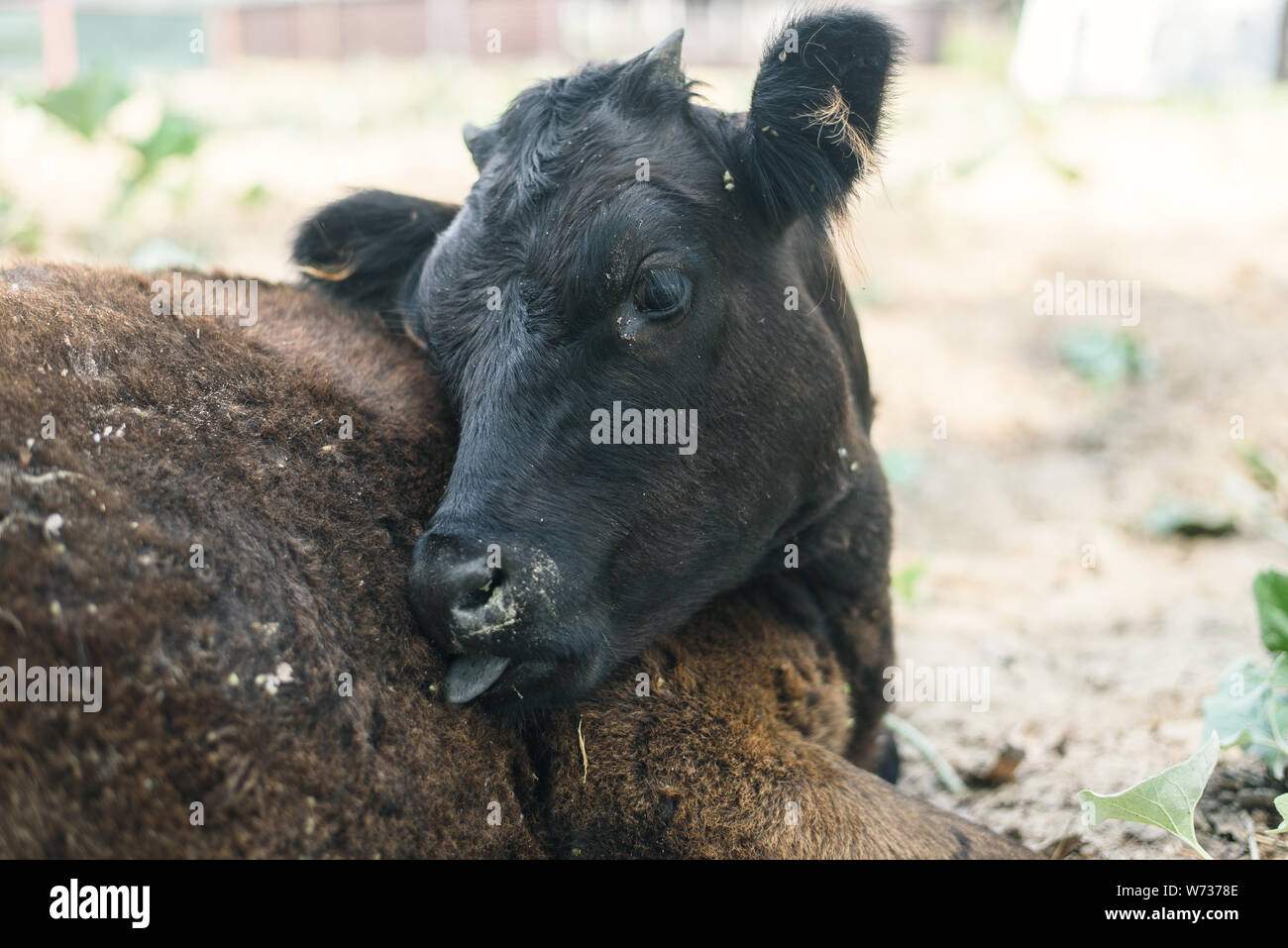 Abuse of animals in agriculture. A cow in a pasture bites itself. Calf